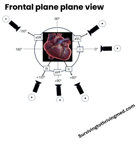 Frontal plane view showing the axis quadrants