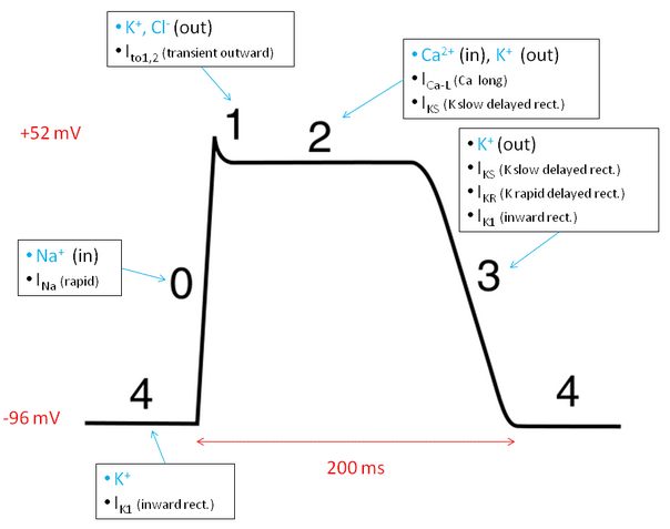 Cardiac action potential diagram